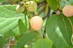 Cordia dichotoma